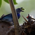 Blue-grey Tanager (Thraupis episcopus) feeds its young in Carabobo, Venezuela
